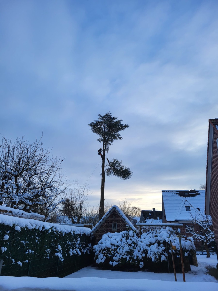 Kroneneinstieg in einer freistehenden Kiefer im Winter