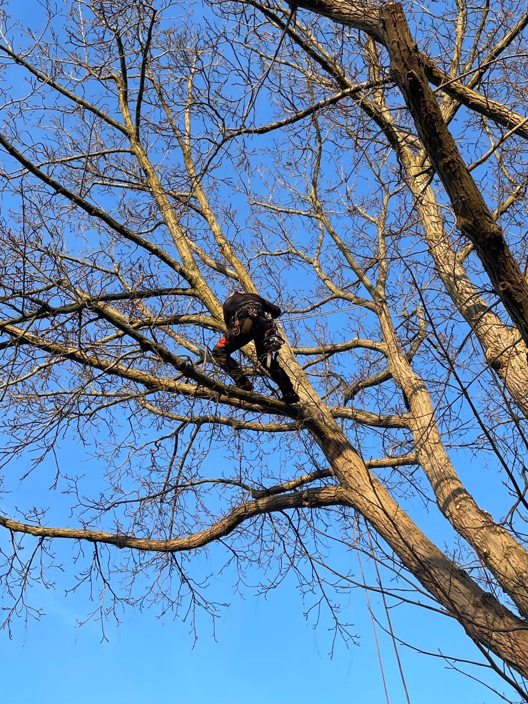 Konzentrierte Klettertechnik hoch in der Baumkrone vor blauem Himmel